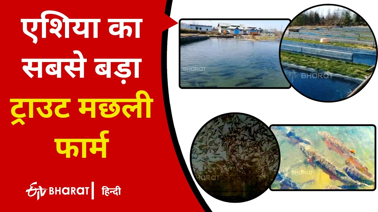 SPECIAL STORY Asia's largest trout fish farm ETV Bharat Hindi YouTube