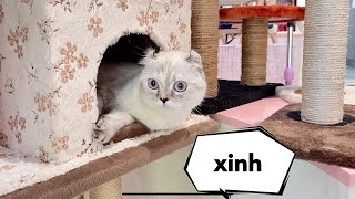 Một Bé Mèo Siêu Dễ Thương - Mật Pet Family by Mật Spa 1,190 views 1 year ago 8 minutes, 2 seconds