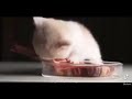 Evil kitty destroys a steak he dies at the end