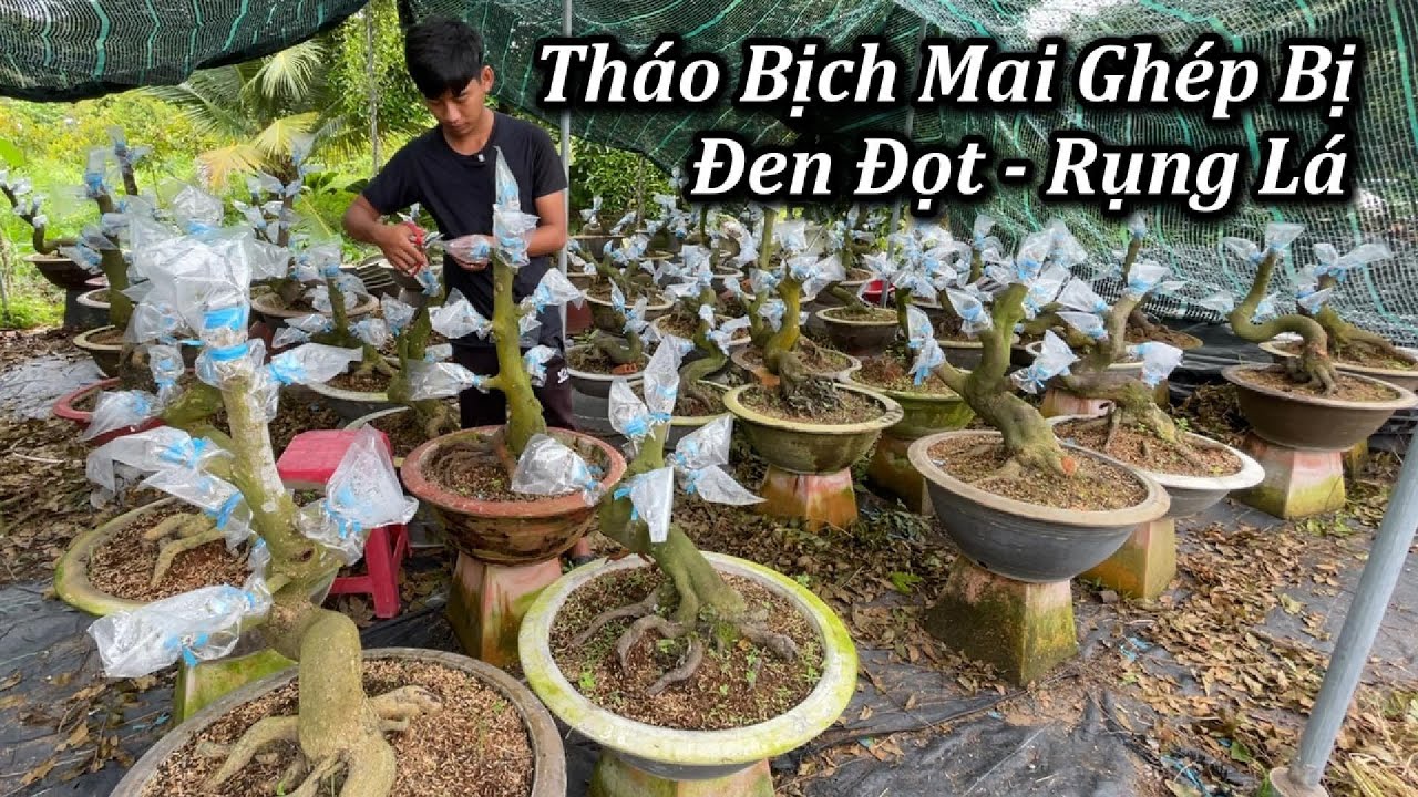Tháo Bịch Mai Ghép Bị Đen Đọt, Rụng Lá - Mai Vàng Duy Hiếu