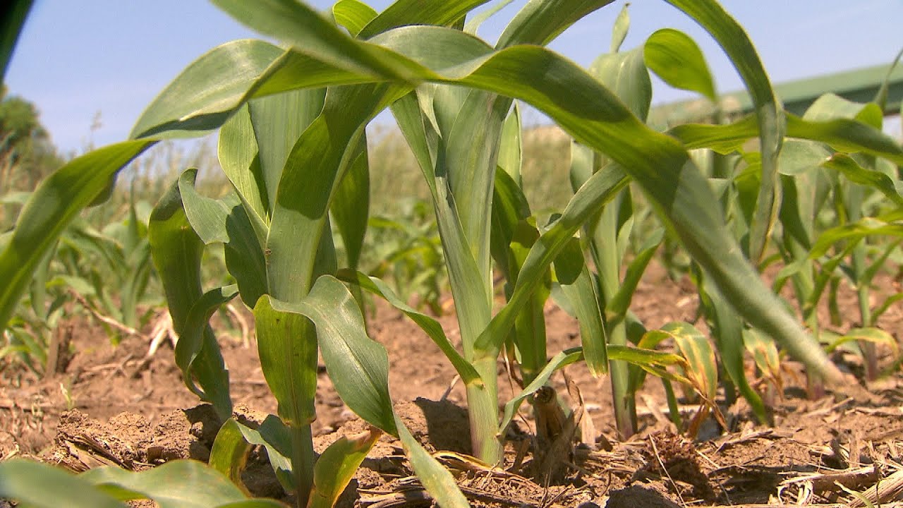 Dry weather creeping into the Corn Belt - YouTube