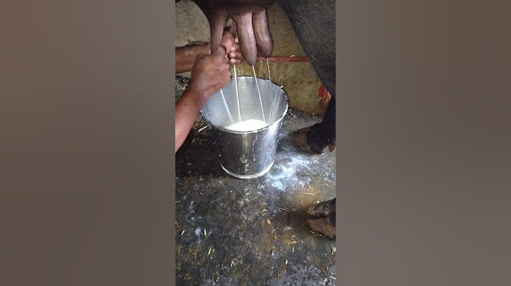 Milk and time buffalo dudh #buffalo #murrabhains #murrachoti #murrah #degree #milk #milkfarm ##short