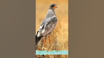 سورة الأنبياء و..كا.نك تسمعها لأو.ل مر.ة 💜💝..🌼💘💙💮؛🌹بصوت الشيخ حمزة مدبو،ح ❤️💟،،💕💙؛،🏵️💘🌺