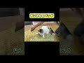 ちいかわのベッド #猫 #おもしろ #アテレコ #ニャンチューバーつくし #ちいかわ