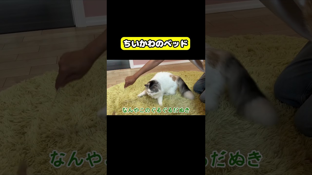 ちいかわのベッド #猫 #おもしろ #アテレコ #ニャンチューバーつくし #ちいかわ
