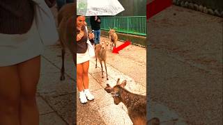 This Deer Bowed 3 times for a Treat 😳✨ #deer #animalvideos #cuteanimals