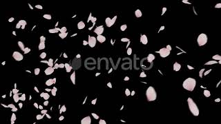 Cherry Blossom | Motion Graphics - Envato elements