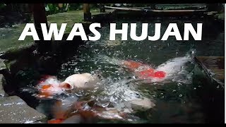 PENGARUH AIR HUJAN TERHADAP KOLAM KOI | Tutorial Kolam Koi (15)