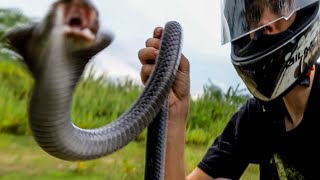 Spitting Cobra Rescue