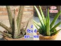 This way Aloe Vera plant will be green in just 2 days/एलोवीरा तेजी से बढेगा हरा भरा रहेगा ।