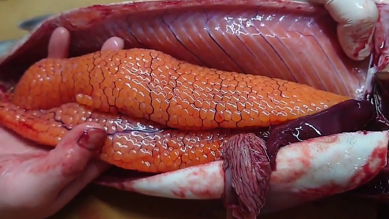 Caviar Extracting & Clean Red Caviar ☆ Salmon Caviar ☆ Easy way to Clean  Caviar - YouTube