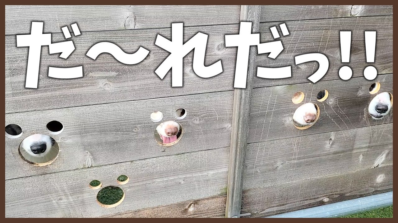 我が家の脱走兵は誰だ⁉身体能力が高いだけじゃない⁉｜今日の4パピ♪【ボーダーコリー子犬】