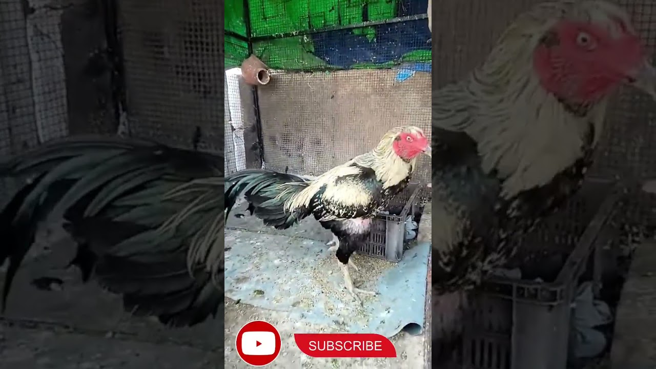 Peru cross aseel@vzmr(Vizag malkapuram roosters)