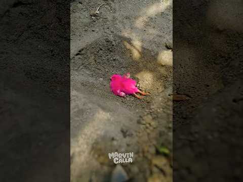 Anak Ayam Geboy Mati 😭