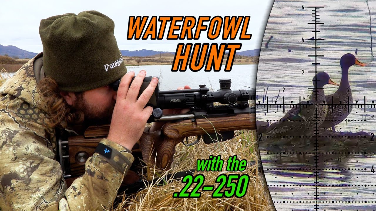 Hunting Ducks & Geese with the BLITZING fast .22-250 Remington!