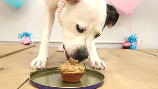 Cupcake Day February 25th 2019