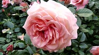 Пик цветения розы Barock.