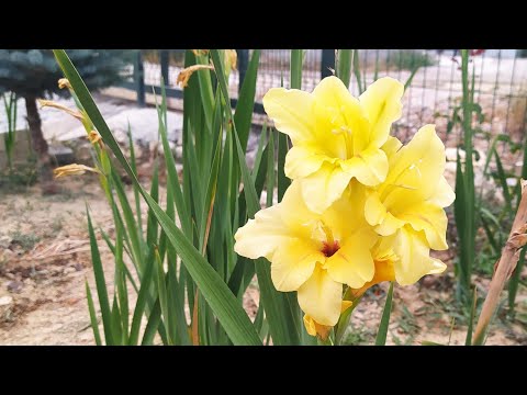 Video: Canna Lily Bitkilerini Ne Kadar Beslemeli: Canna Lilyumları Gübreleme Rehberi