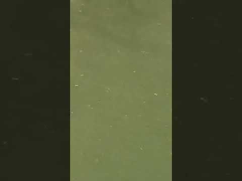 Bait fish and Sunlight Fishing New York 阳光下的小鱼群 纽约钓鱼 