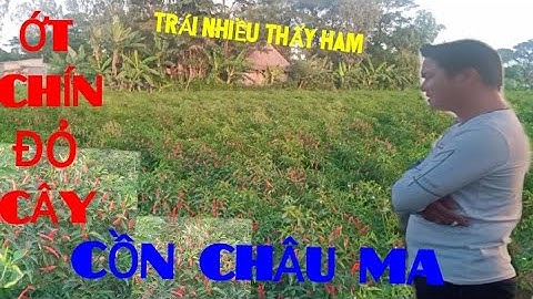 THAM QUAN VƯỜN ỚT CHÍN ĐỎ TƯƠI CỦA ANH CHUNG CỒN CHÂU MA