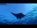 Mobula birostris Ella Sturla Avogadri   HD 1080p