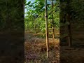 farming #shorts #nature #shorts #reels #trendingreels #lifeisbutadream #love