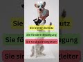 Gründe, warum Hunde tolle Haustiere sind #shorts #dog #funny