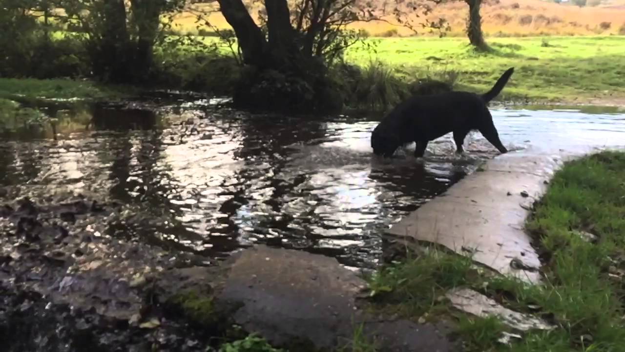 Slow Splashing Dog