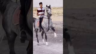 Asıl Kır At Güç Kuvvet