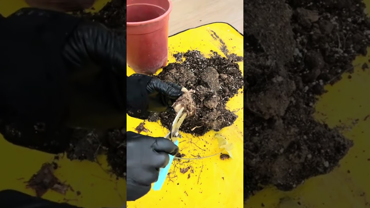 نموات أذن الفيل بعد الإنقاذ @Alq23