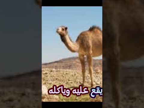 ما معنى كأن على رؤوسهم الطير التي نسمعها كثيرا البخاري ومسلم السنن تاريخ قصص اطفال