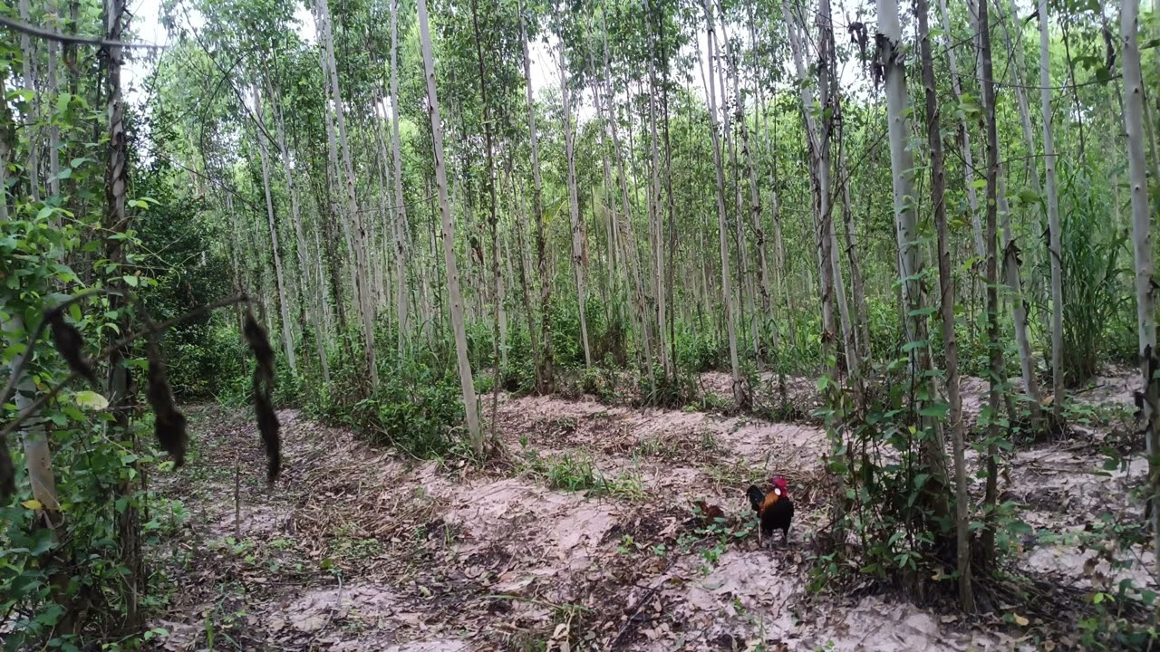 #ต่อไก่ป่าแหกพรรษา