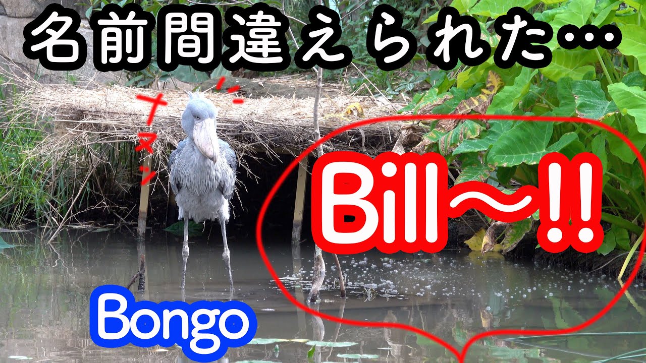 【Bongo the Shoebill 】ハシビロコウのボンゴ、名前を間違えられるとどうなる? 神戸どうぶつ王国のハシビロコウ生態園
