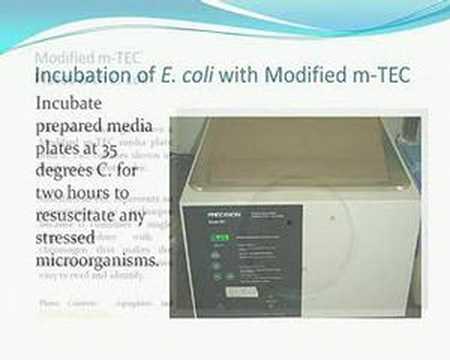 Wastewater E coli with Modifed m TEC prepared media plate