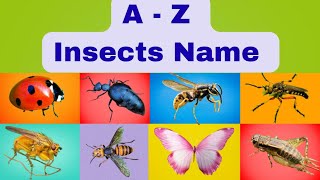 A to Z Insects names | All Kinds of bugs | Learn ABCD | Insects names | Kids Learning | Pre School 