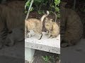 ベンチにいたそっくりな薄キジ猫に近付いたら懐っこい可愛い子たち #Shorts