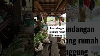 Rumah Panggung Kondisi Kolong Rumah shorts home house  family