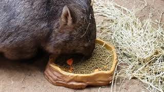 Wombat