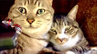 99%が5分で眠くなる😴 猫のゴロゴロ×Water Wood ASMR