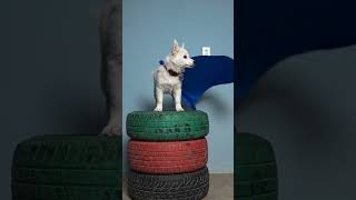 Smartphone super power 😎📱📳#shortvideo #shorts #pets #love