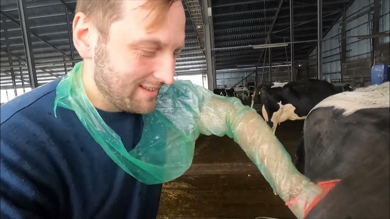 Cattle surgery. LDA omentopexy. Cattle surgery in winter. YouTube