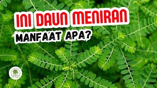8 Manfaat Daun Meniran Untuk Kesehatan