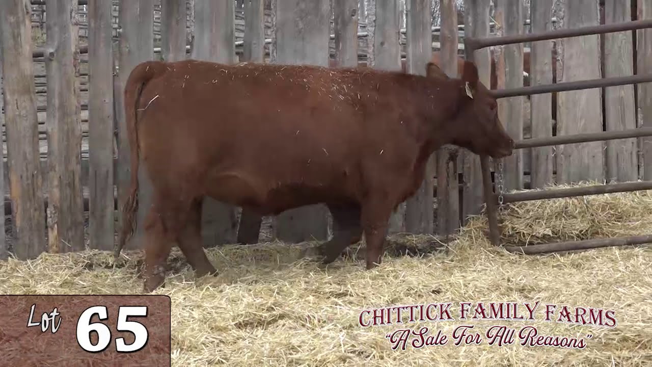Chittick Reed Lot 65 Chittick Females 2020 - YouTube