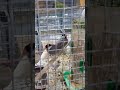 Bajri Cockatiel Lovebird Green Chick conure Finch All Birds Sale VIP Pet Shop Alinagar MubarakpurAzm