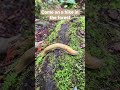 We went for a wonderful walk in the first today. Here are some highlights. 🍄