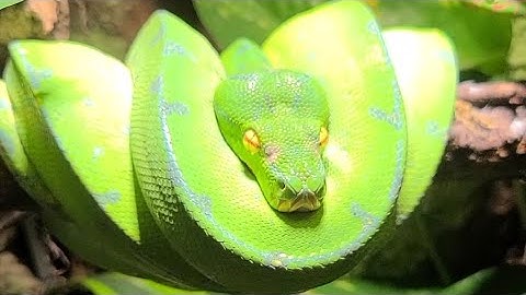 How To Handle Green Tree Pythons Episode 1