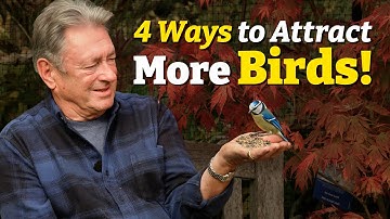 How to Transform Your Garden Into a Paradise for Birds!