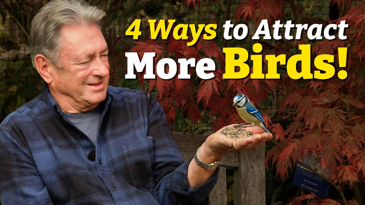 How to Transform Your Garden Into a Paradise for Birds!