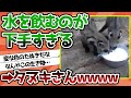 【2ch動物スレ】タヌキさん、水を飲むのが下手すぎる