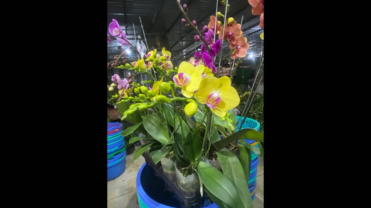 VƯỜN LAN RUBY đang phát trực tiếp! Hotline 0903177978